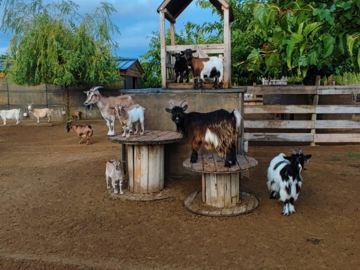 Farm: Au bonheur des animaux à La Garde-Adhémar - 9