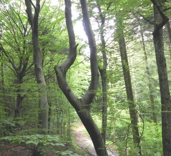 Sentier pédagogique de la Forêt de Marsanne à Marsanne - 1